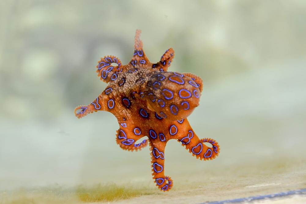 Blue Ringed Octopus - Love The Critters