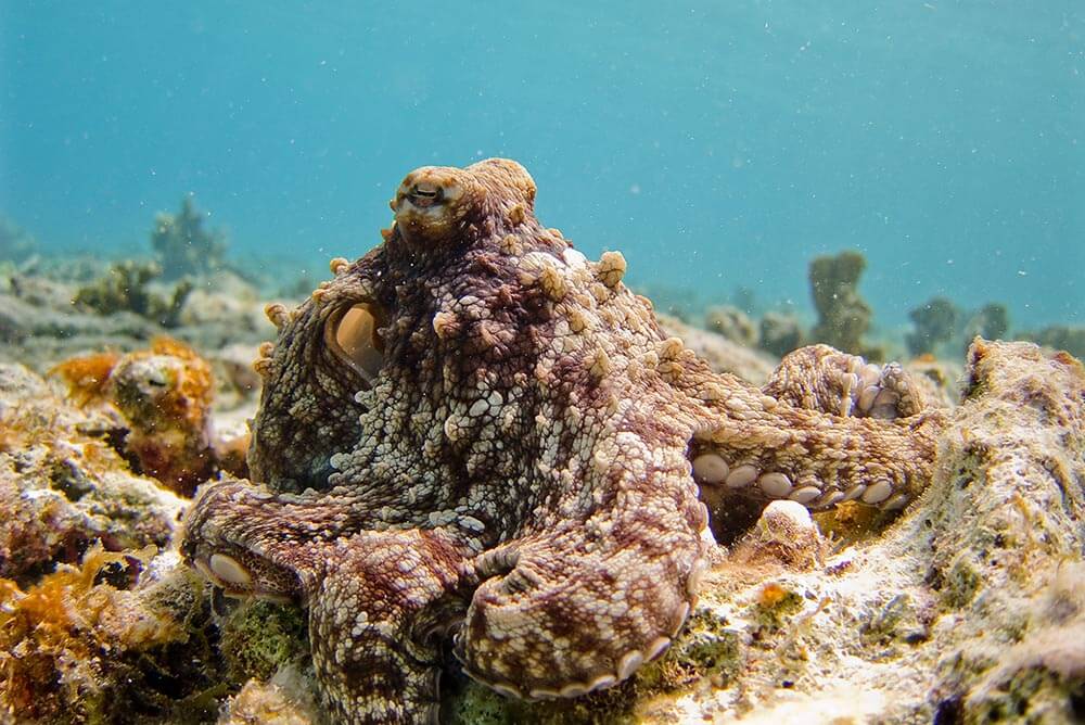 Brown octopus - Love The Critters