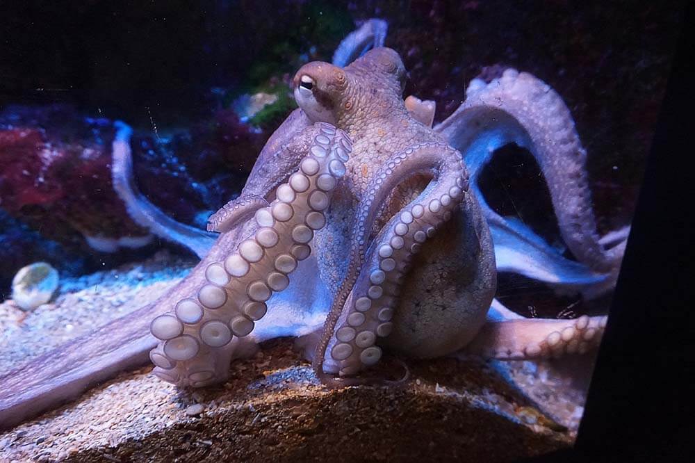 Octopus in an aquarium - Love The Critters