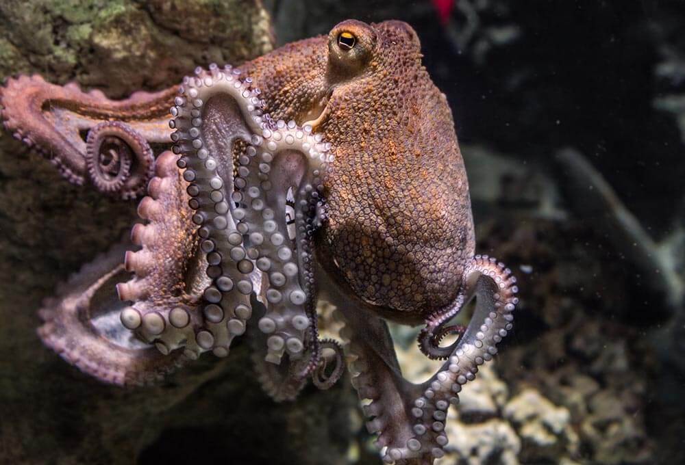 Octopus - Love The Critters