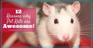 12 Reasons Why Pet Rats Are Awesome