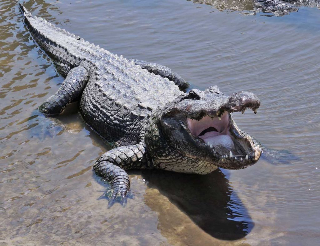 An alligator standing in shallow water with its mouth open