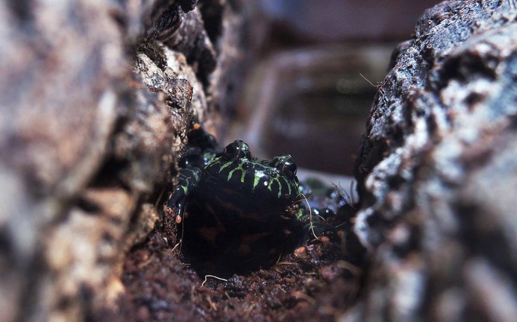 Fire Bellied Toad Care -- Love The Critters