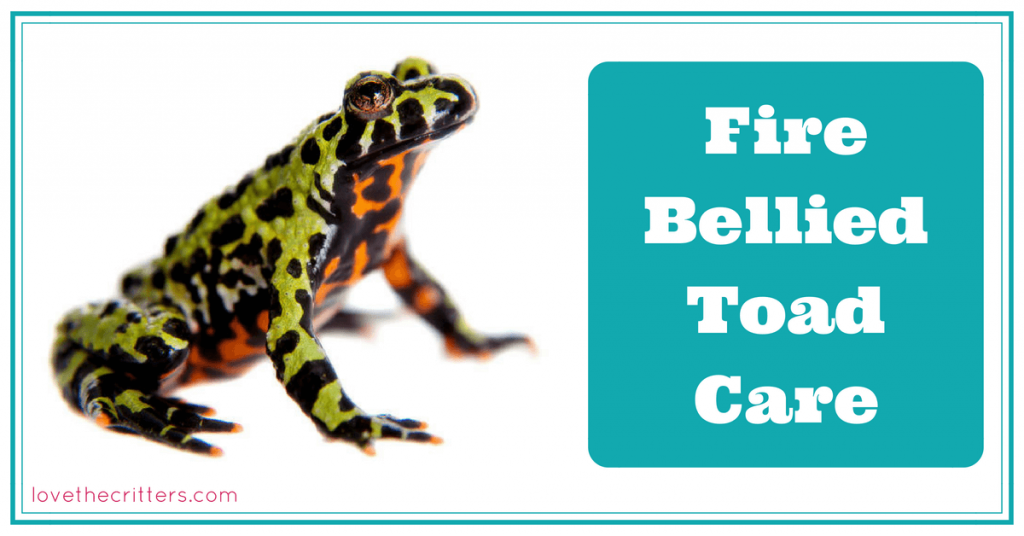 How to care for Fire Bellied Toads - Love The Critters