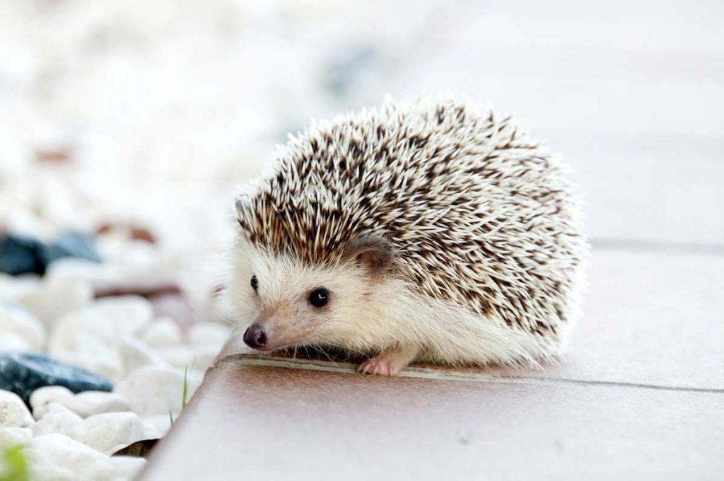 a hedgehog on a light background