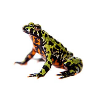Fire Bellied Toad - Love The Critters