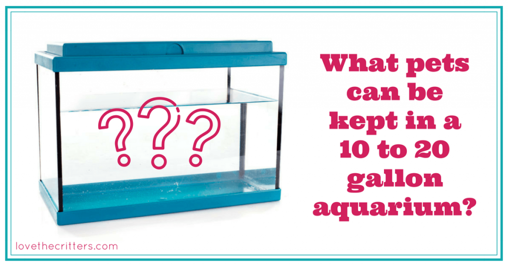 What pets can be kept in a 10 to 20 gallon aquarium?