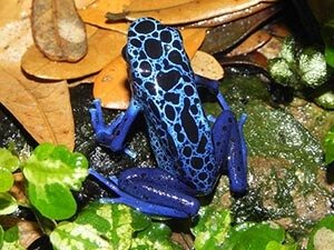 Poison Dart Frog - Love The Critters