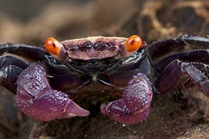 Vampire Crab - Love The Critters