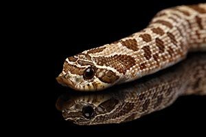 Western Hognose Snake - Love The Critters