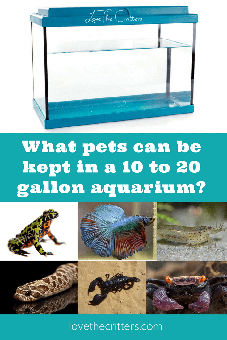 What pets can be kept in a 10 to 20 gallon aquarium?