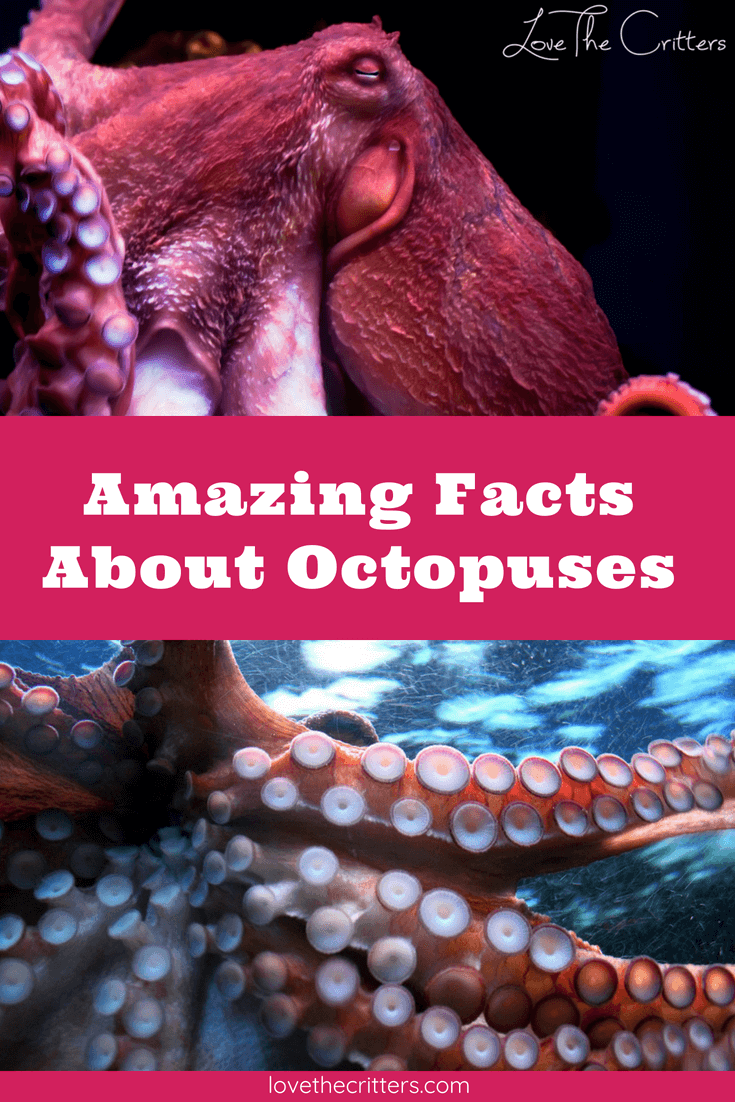 Amazing facts about octopuses