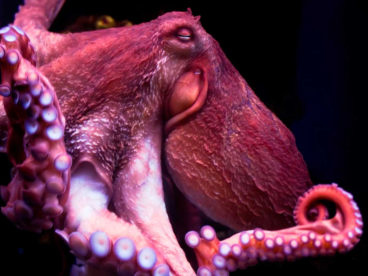 closeup of a red/pink colored octopus on a black background