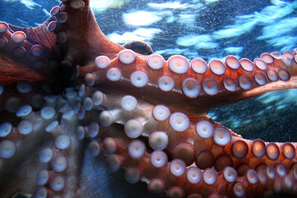 Octopus Arms Suction Cups - Love The Critters
