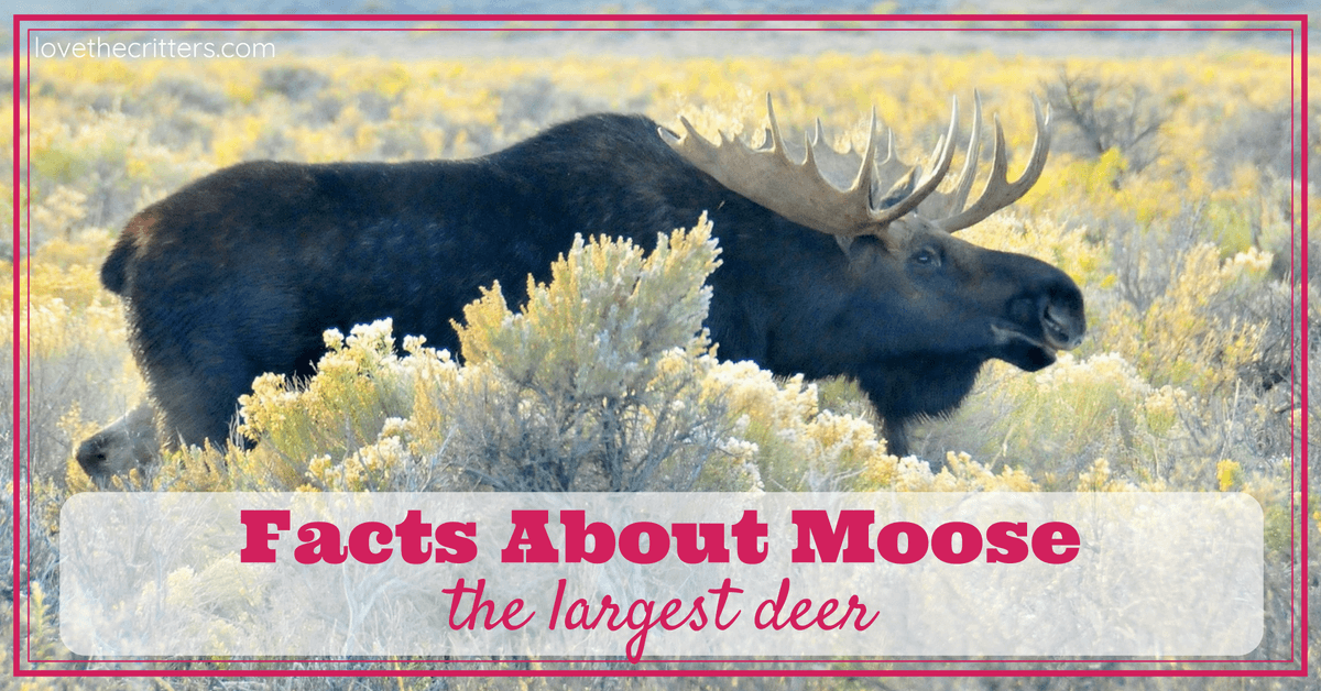 Facts about moose, the largest deer - Love The Critters