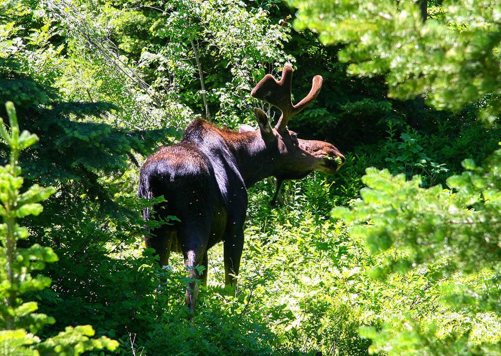 A bull moose with velvety antlers - Love The Critters