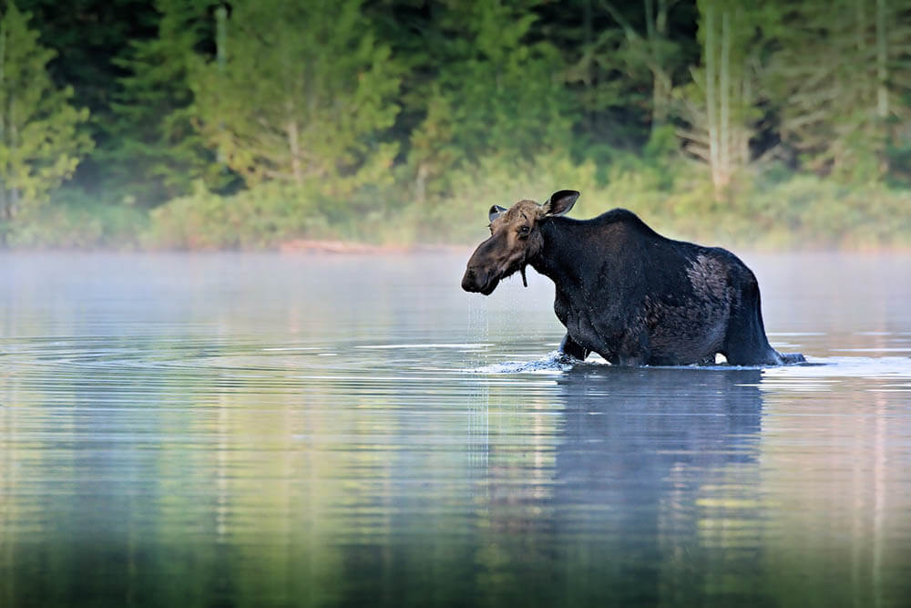 Moose in water - Love The Critters