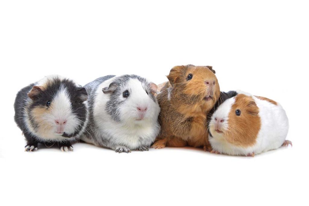 Four guinea pigs lined up on a white background