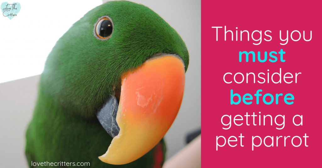 Things you must consider before getting a pet parrot