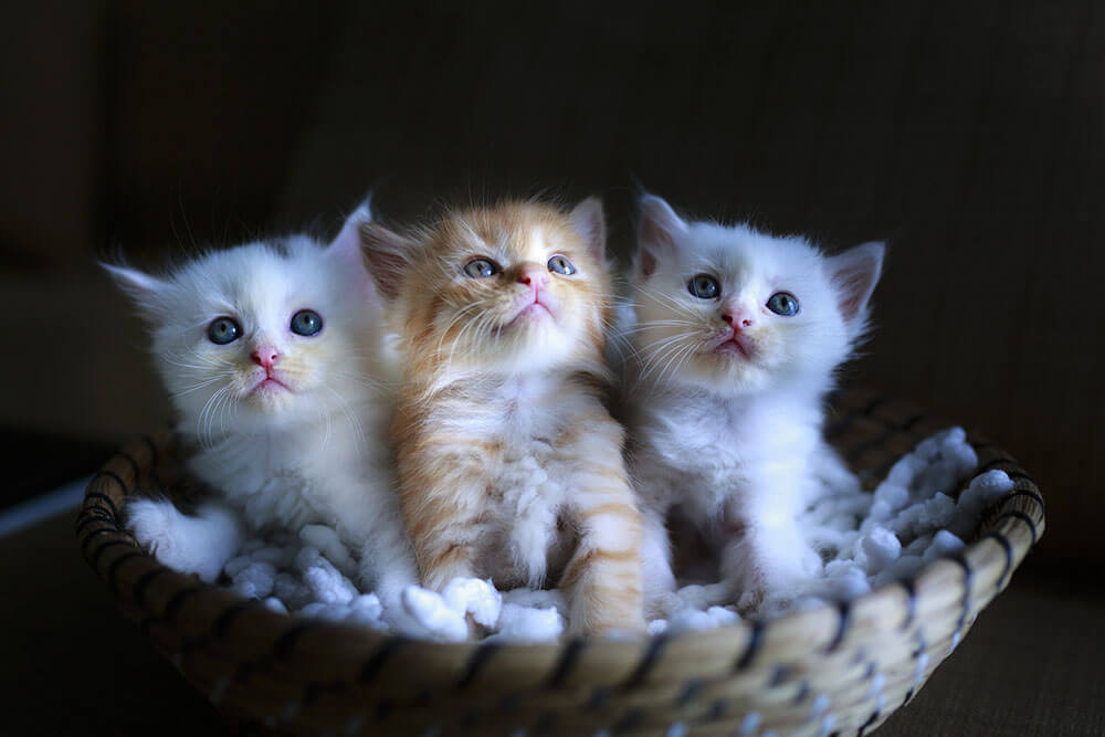 Kindle of kittens - 13 interesting cat facts and tips you need to know, weird truths, health facts #cats #catfacts #interesting