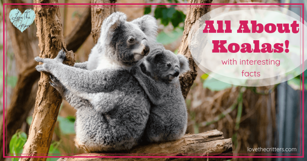 Learn all about koalas with interesting facts! Koalas are one of the cutest animals in the world. Koalas are marsupials from Australia. They are not bears, although they kind of look like them. #koalas #koala #koalabear #australia 