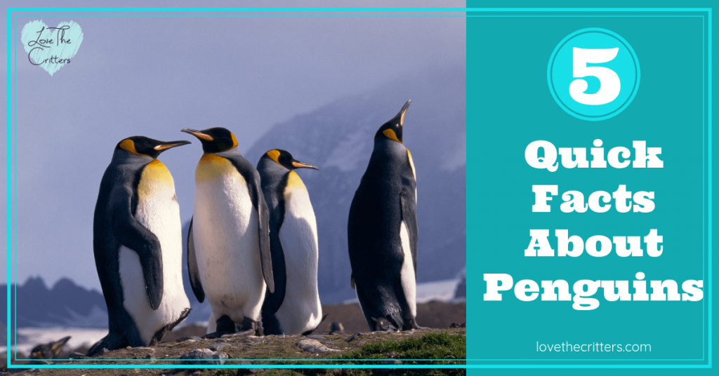 5 Quick Facts About Penguins