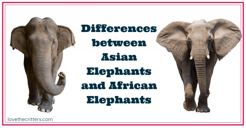 Differences between Asian and African Elephants