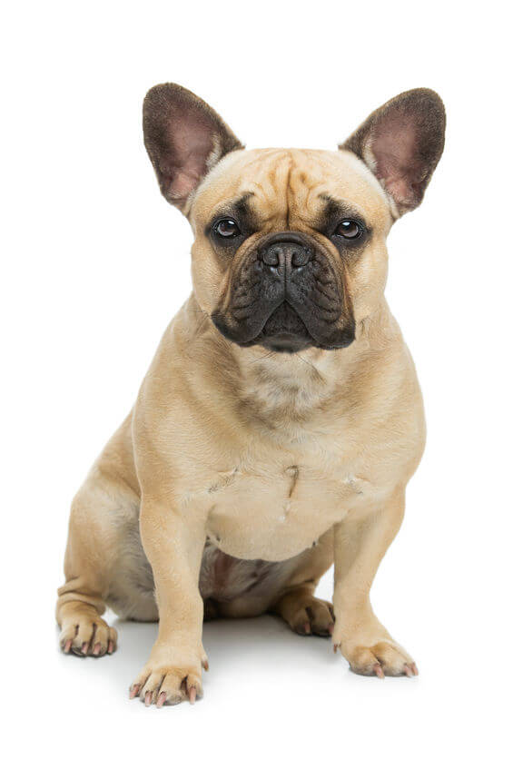 French Bulldog - Check out those bat ears!