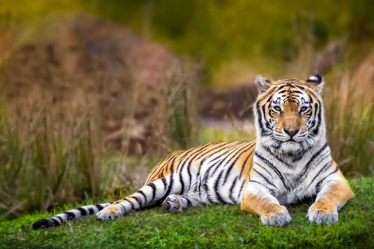 A tiger lying on some grass