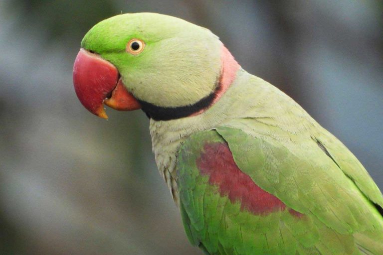 Alexandrine parakeet - Love The Critters