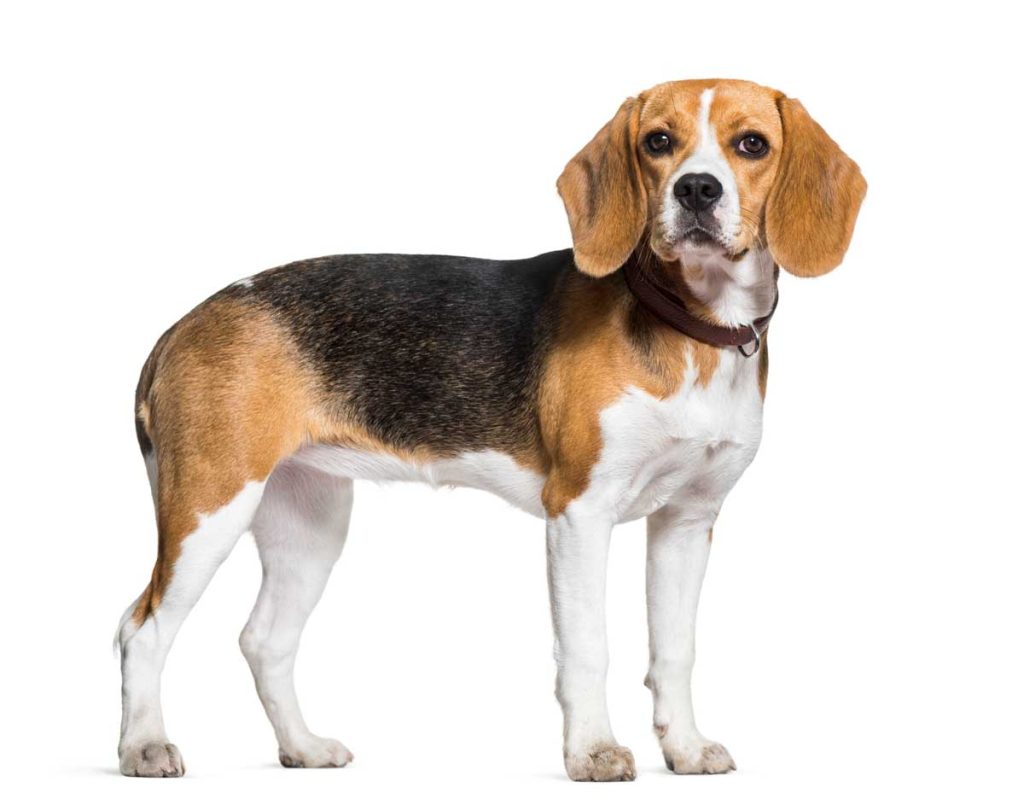 a beagle on a white background