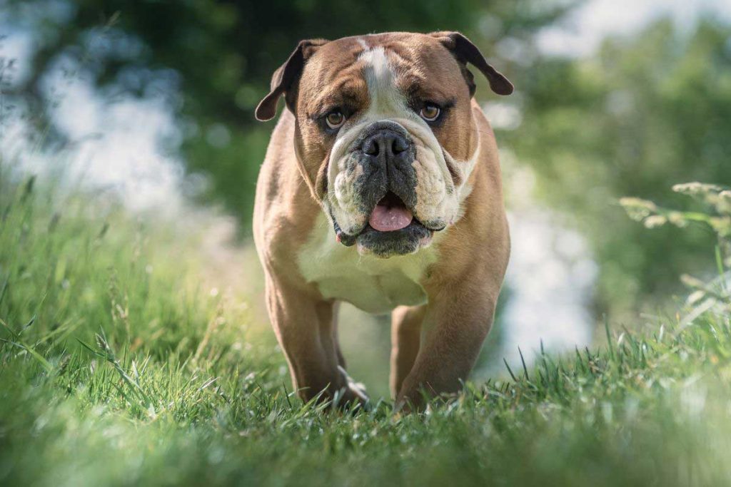 Head-on closeup of English bulldog walking through grass