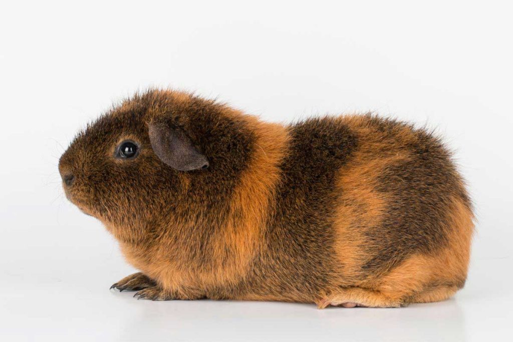 a brown guinea pig on a white background