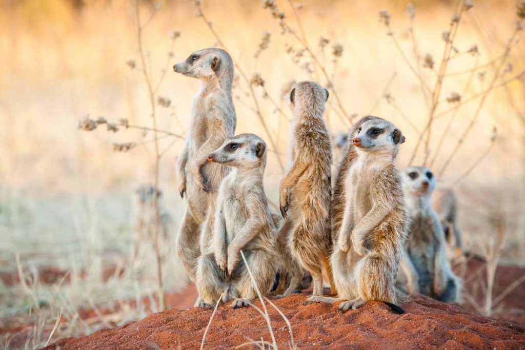 a gang of meerkats outside standing on a small hill of dirt