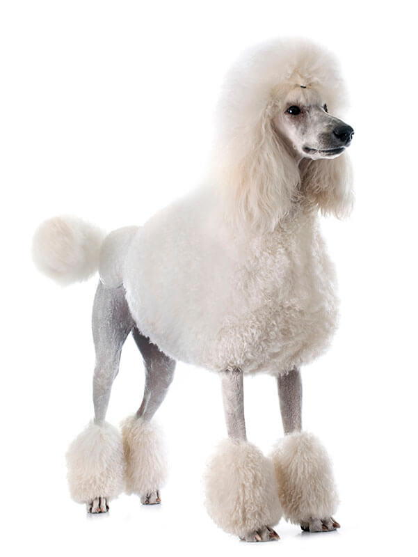 Standard Poodle with pompons