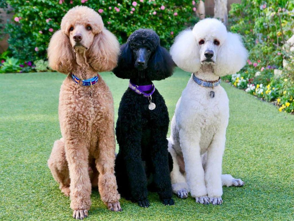 Three poodles sitting together, one apricot, one black, and one white