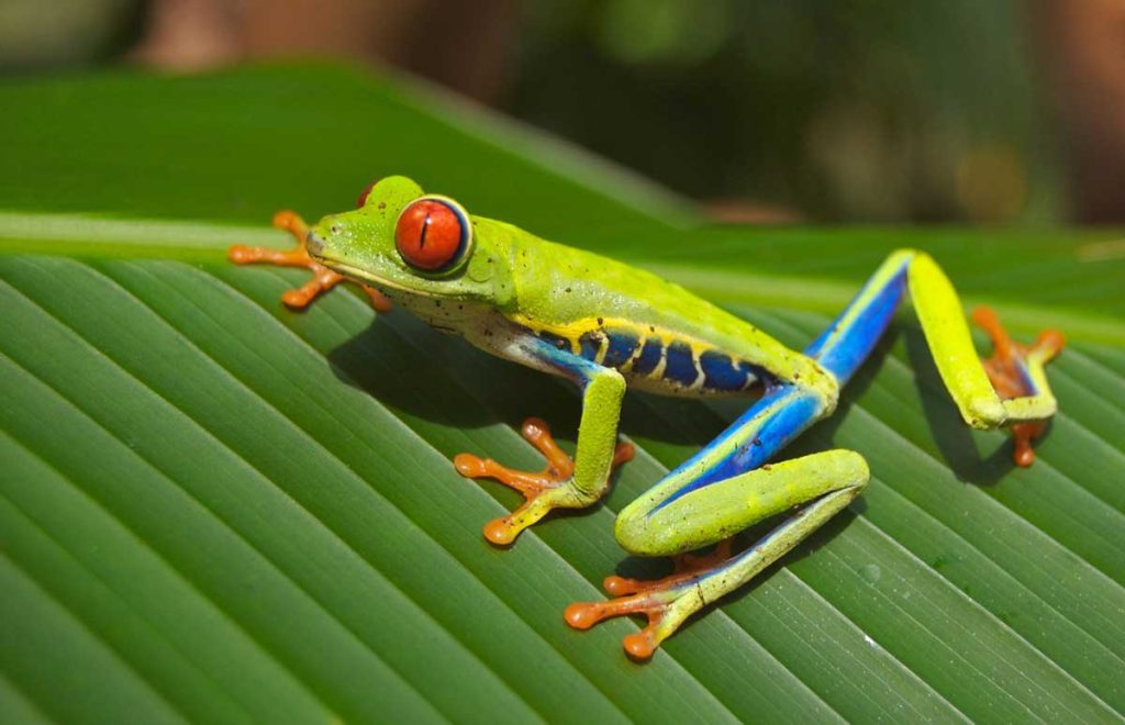 a red-eyed tree frog sitting on a leaf