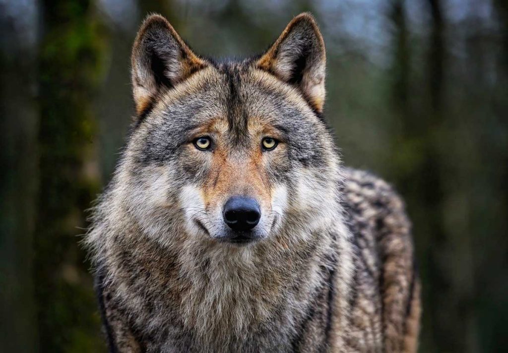 closeup of Eurasian wolf