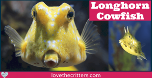 Longhorn Cowfish