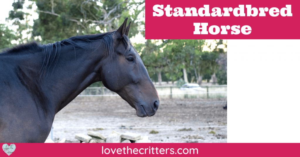 Standardbred Horse Breed