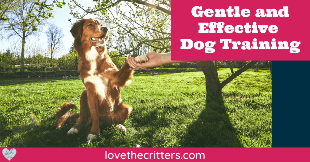 Gentle and Effective Dog Training