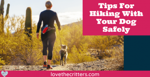 Tips for hiking with your dog safely
