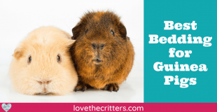 Best Bedding for Guinea Pigs