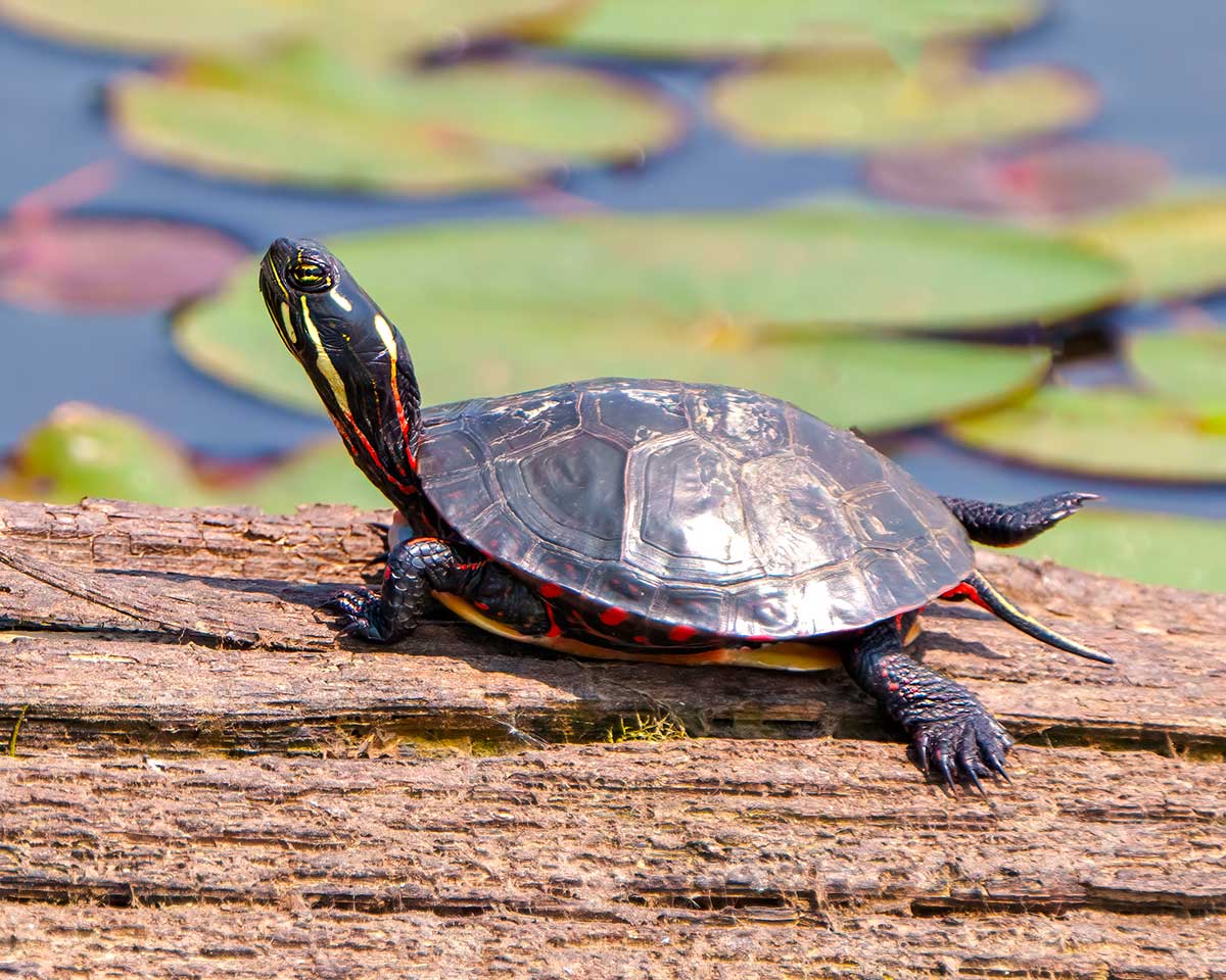 Turtlemania: Discover All the Different Types of Turtles
