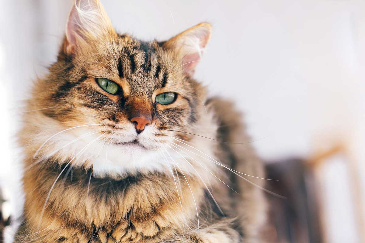 15 Essential Things Your Cat Needs to be Happy and Healthy