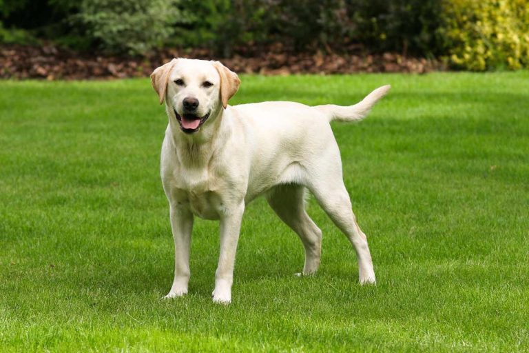 Yellow Labrador Retriever standing on a grass lawn