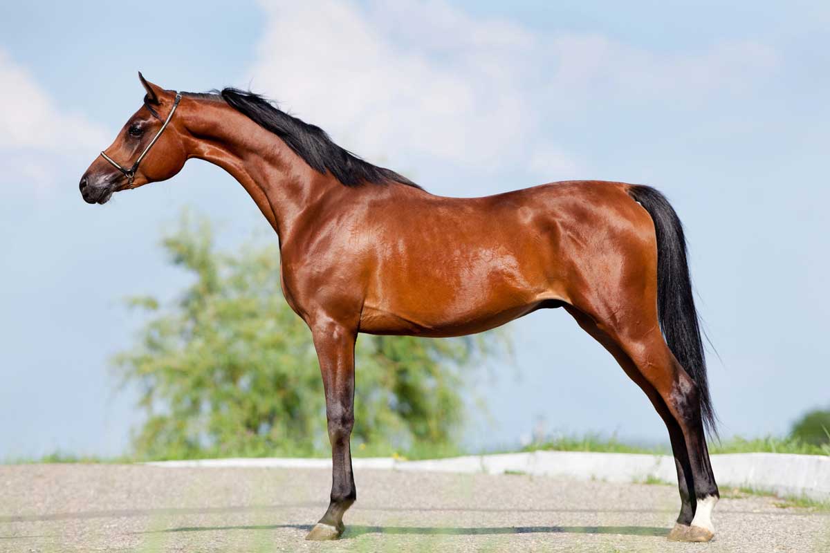 Normal Arabian Arabian Horse Profile: Breed History and Traits - Love The Critters